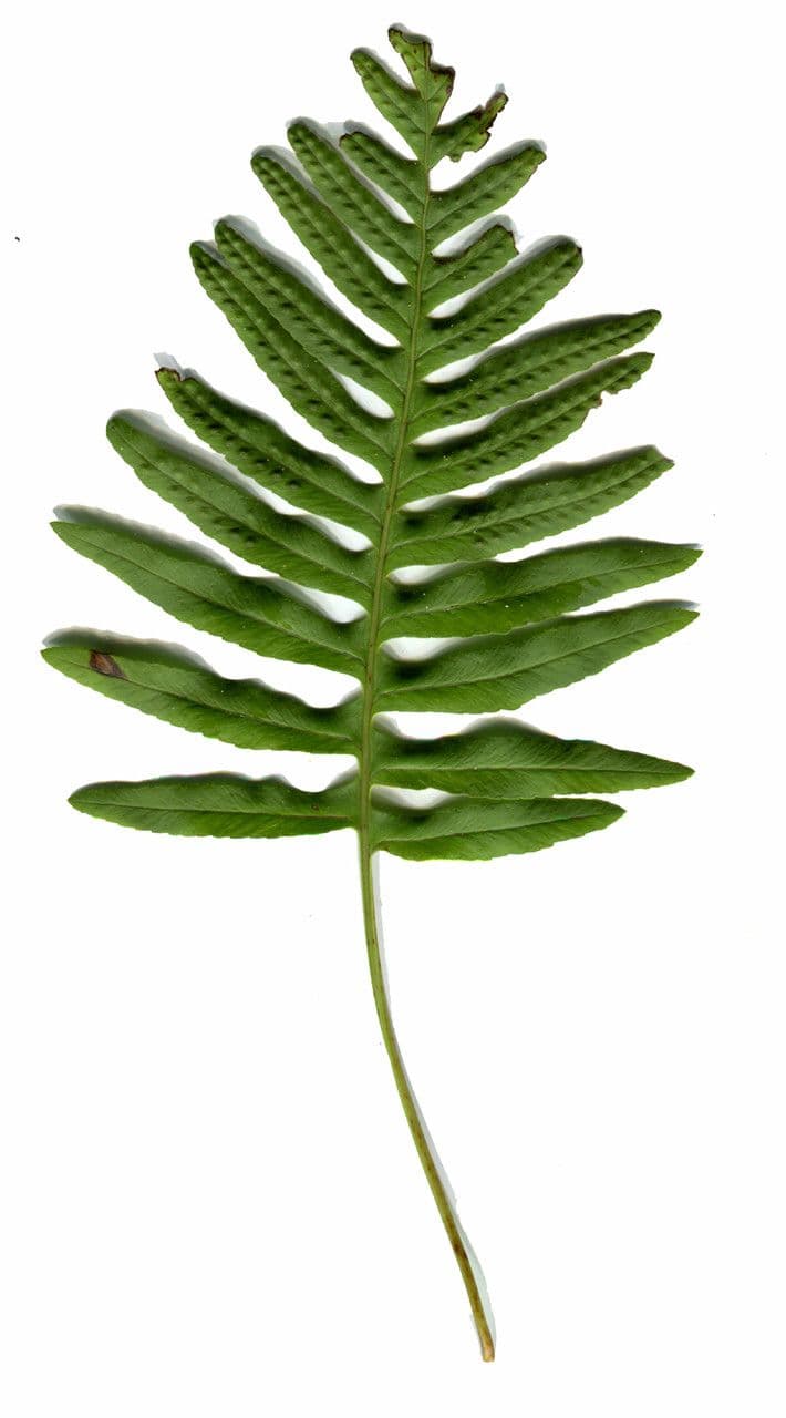 Polypode intermédiaire 24