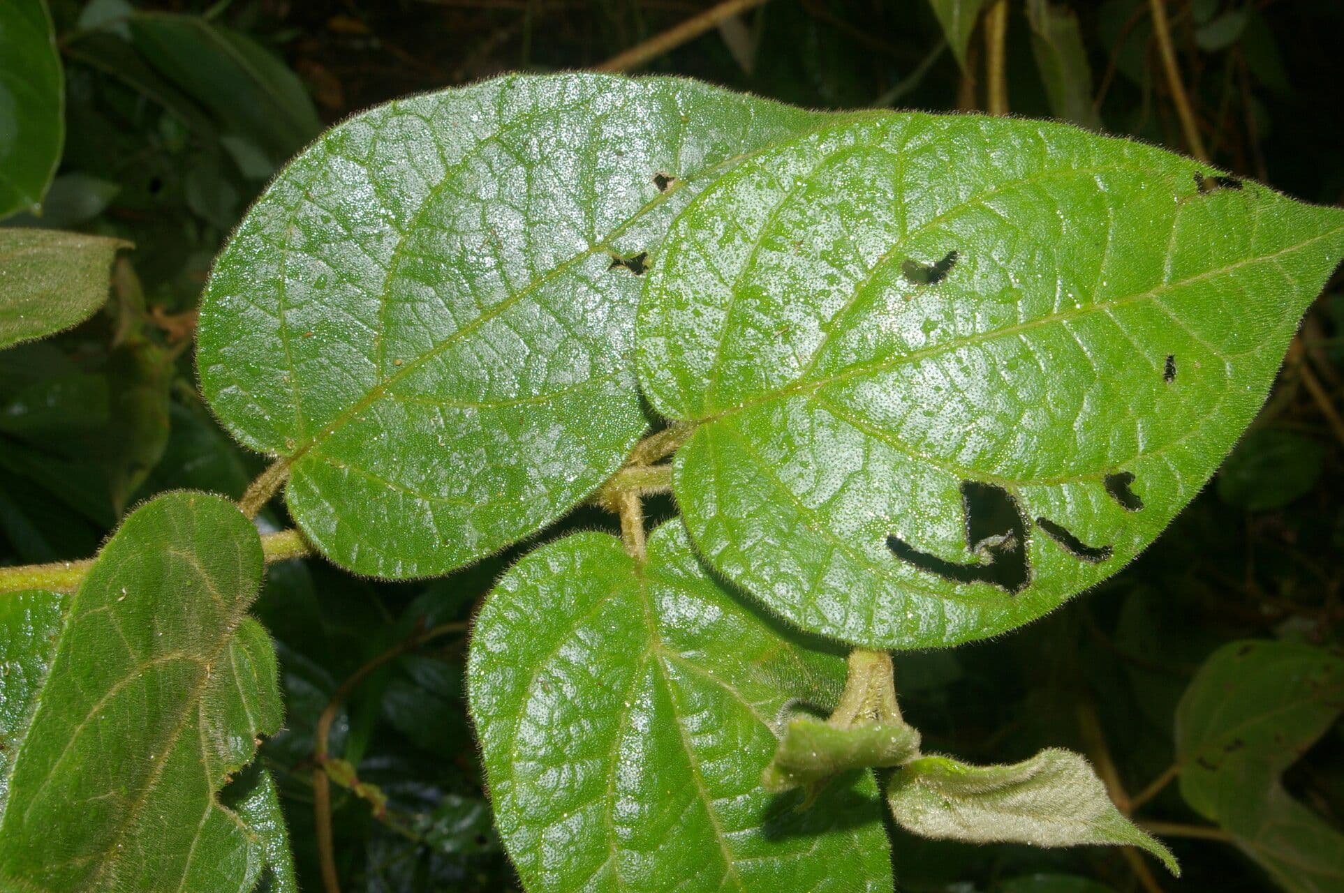 Mikania banisteriae 2
