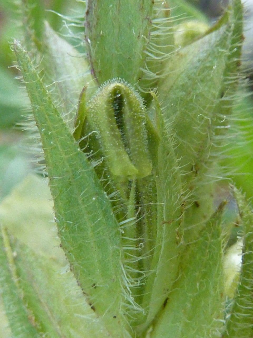 Asystasia 5