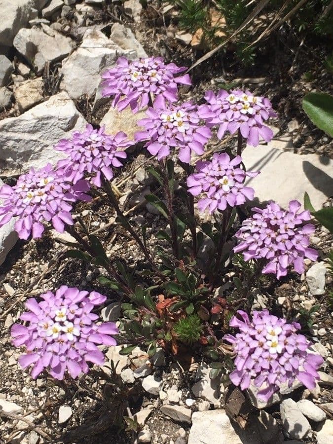 Iberis di Auronsa 5