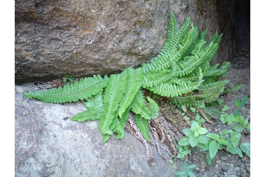 Polistico 6