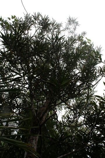 Podocarpo 6