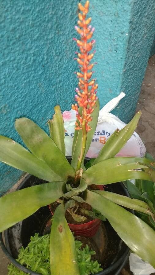 Aechmea 4