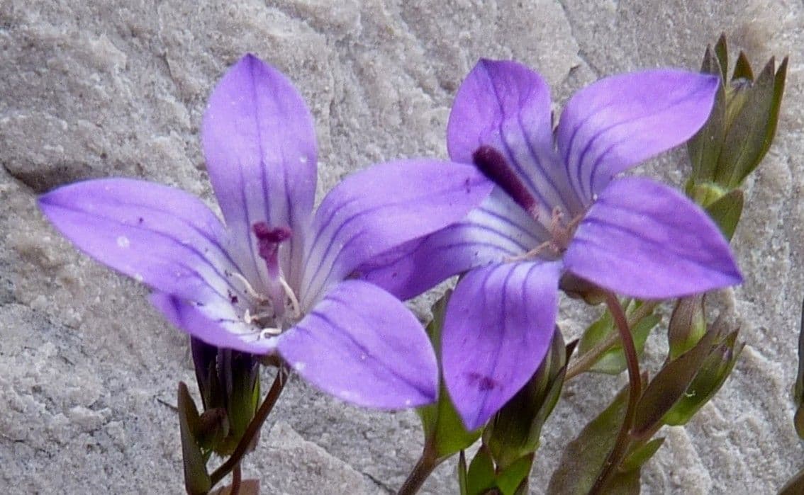 Campanula 2