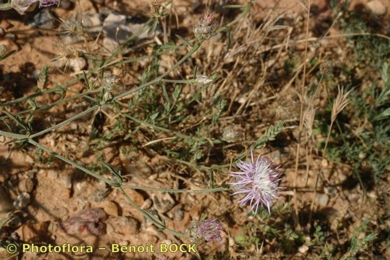 Weiße Flockenblume 7