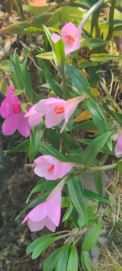 Dendrobium pseudoglomérato 5