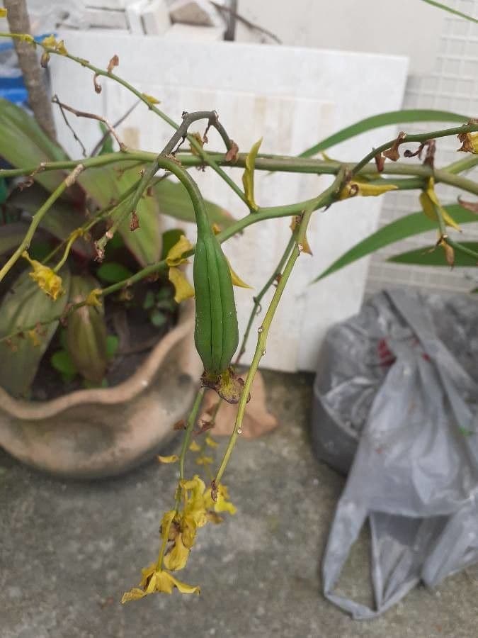 Wydler's dancing-lady orchid 2
