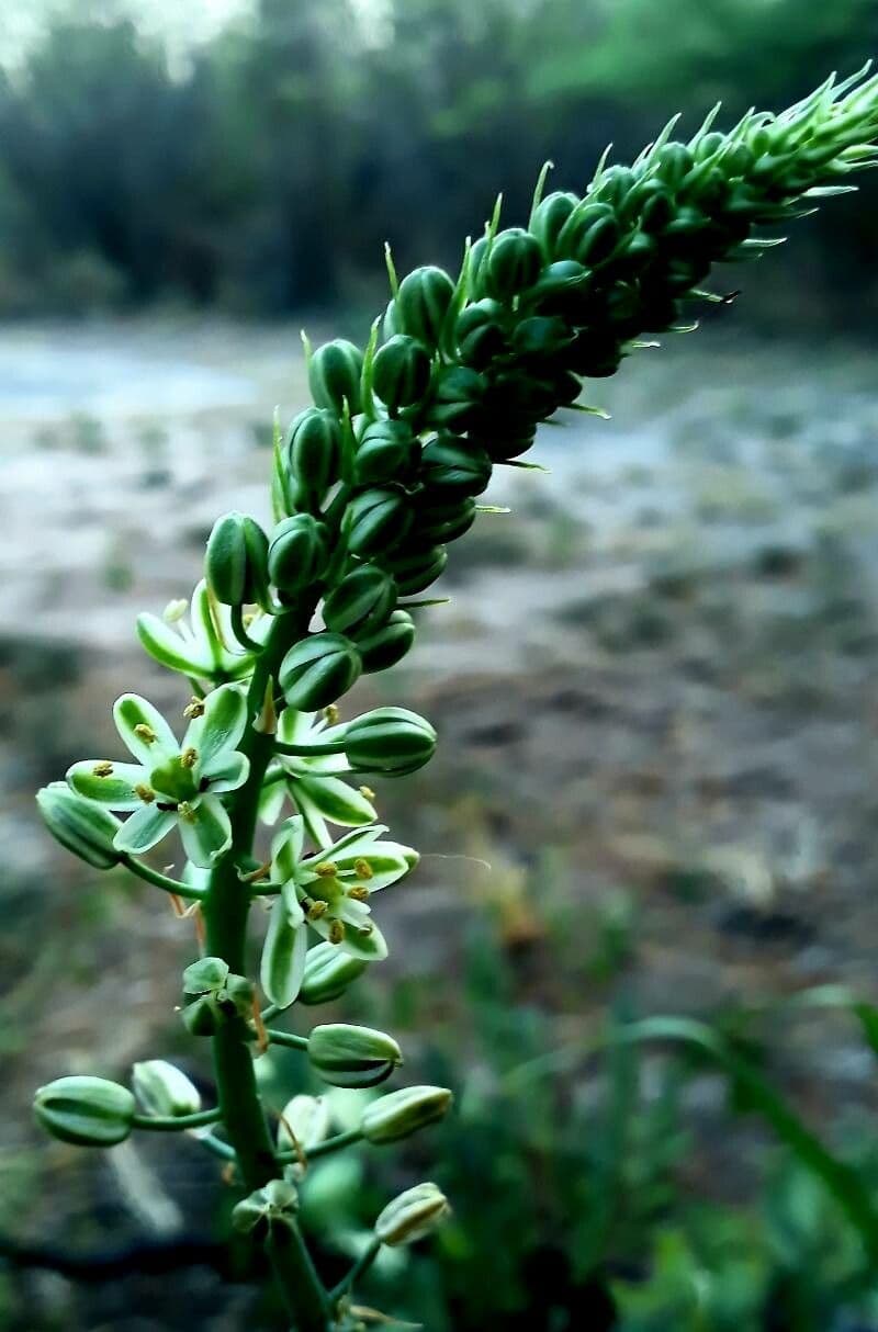 Albuca