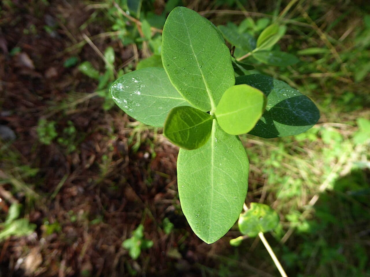 Wald-Geißblatt 20