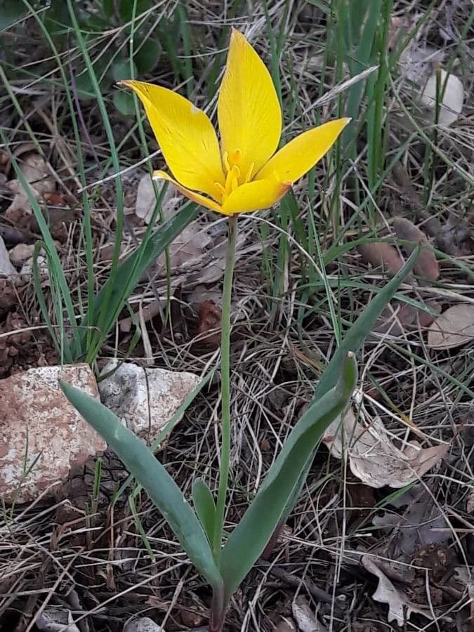 Tulipano selvatico 14