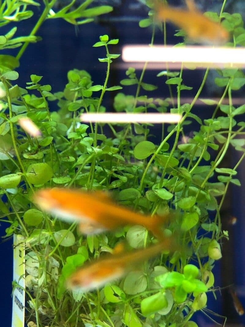 Micranthemum ombroso