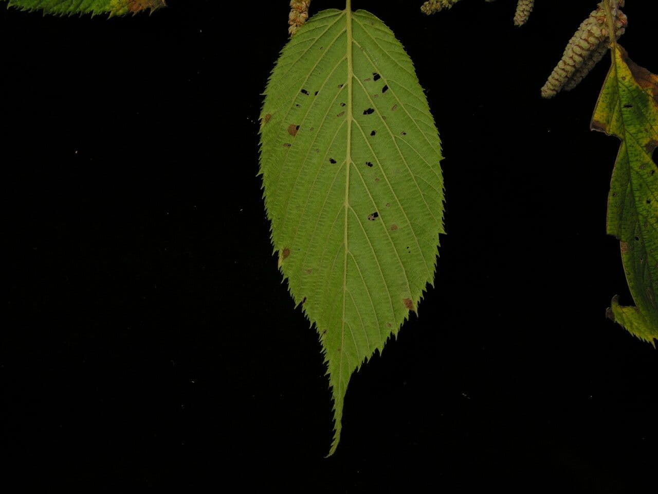 Himalayan hazel 5