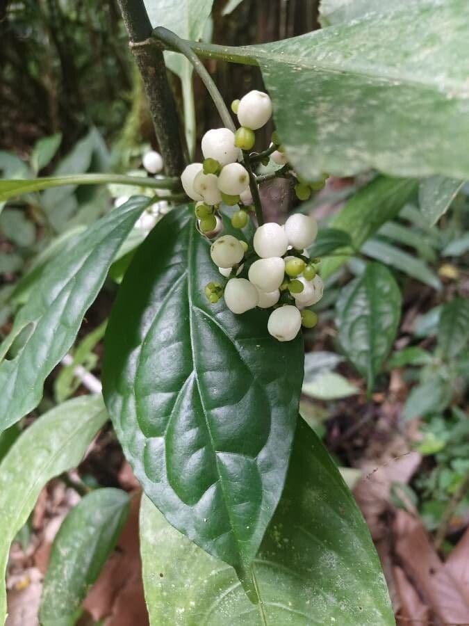 Borstige Gonzalunia 3