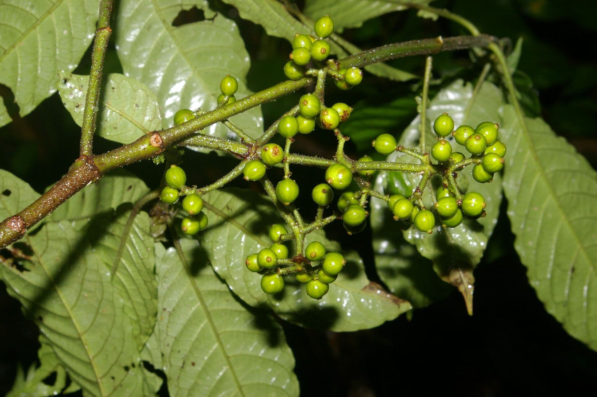 Psychotria 13