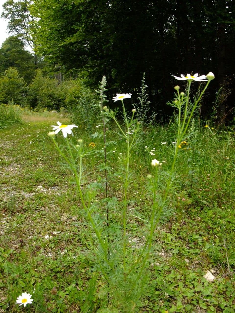 Scentless mayweed 12