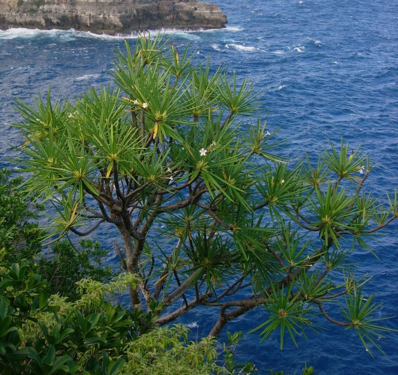 Algodoncillo blanco 12