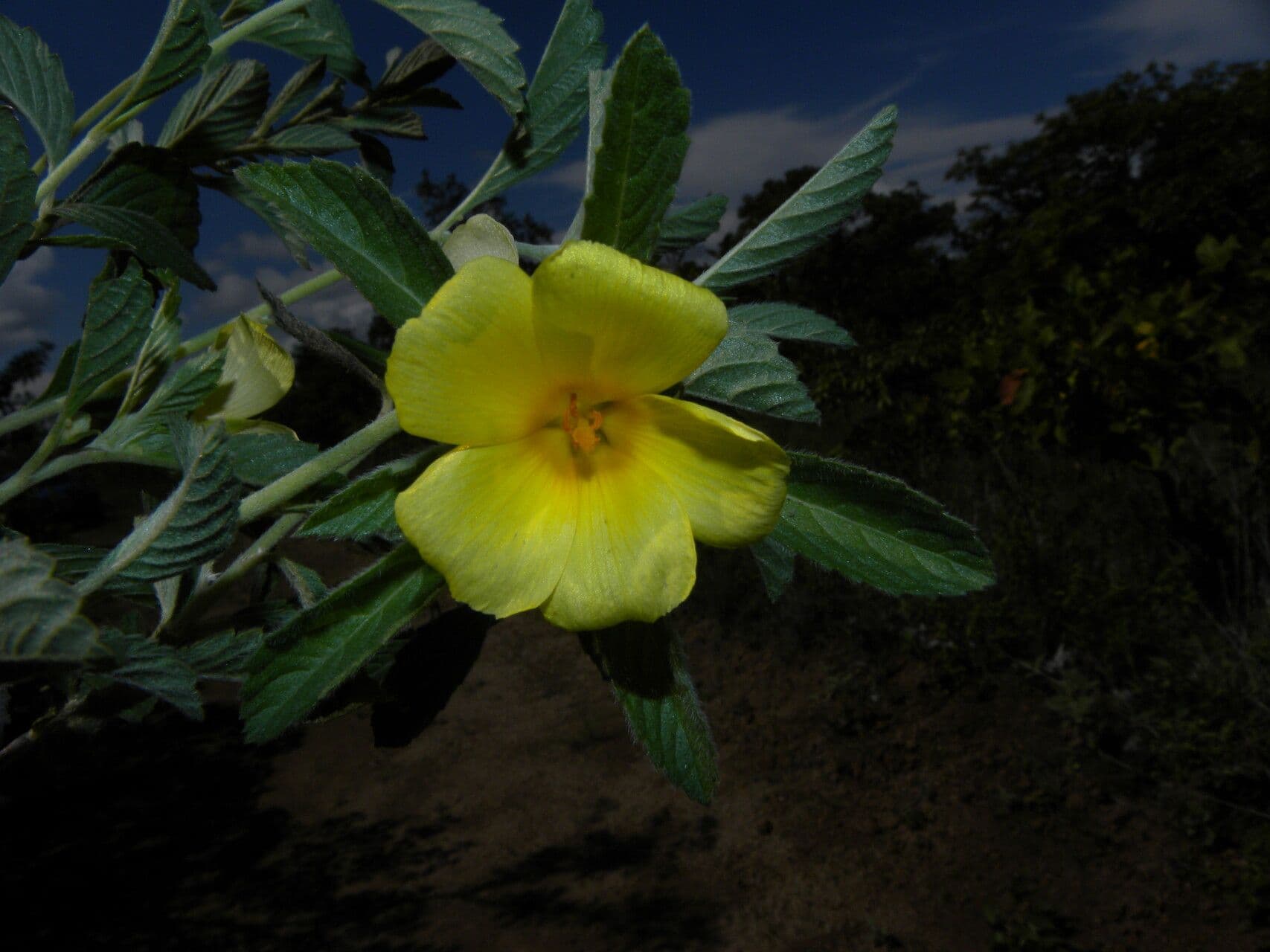 Turnera scabra 7
