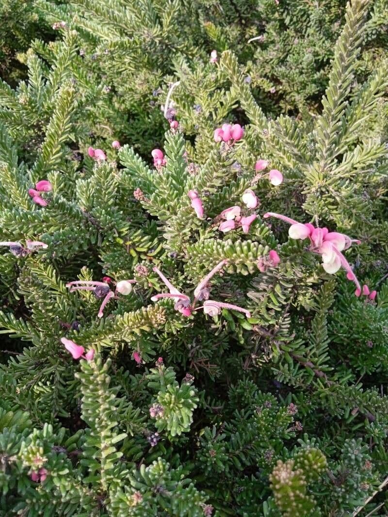 Grevillea lanosa 12