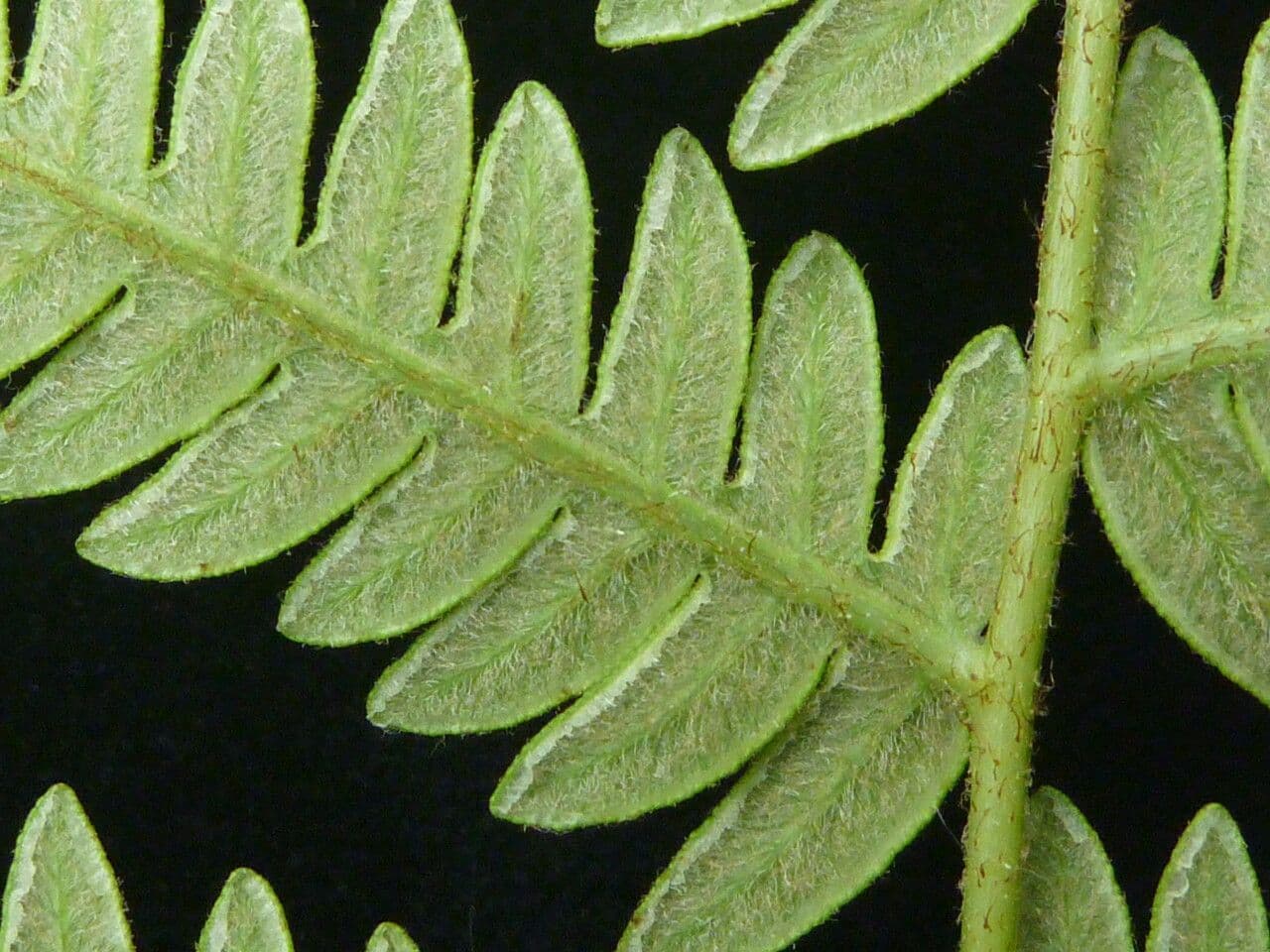 Felce 6