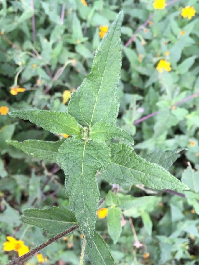 Sclerocarpus divaricatus 5