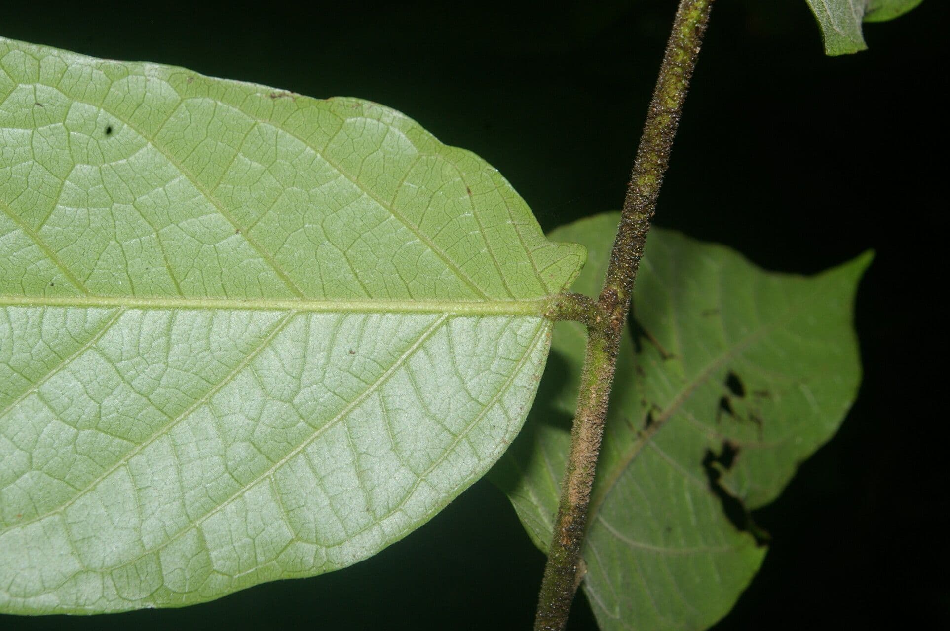 Mortoniodendron 14