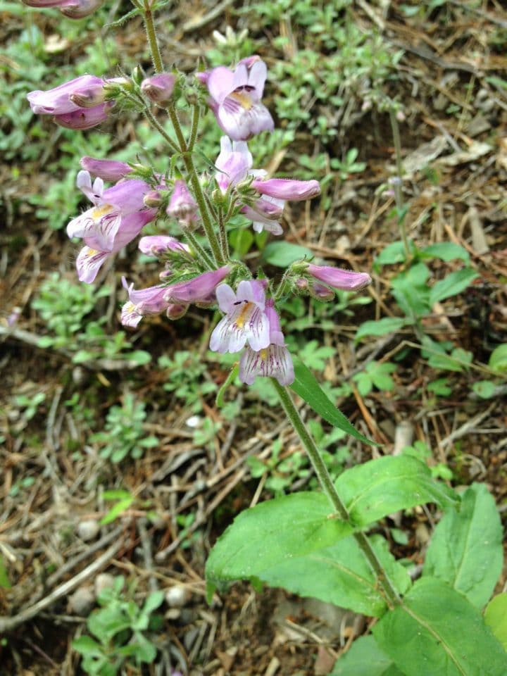 Penstemon šedý 6