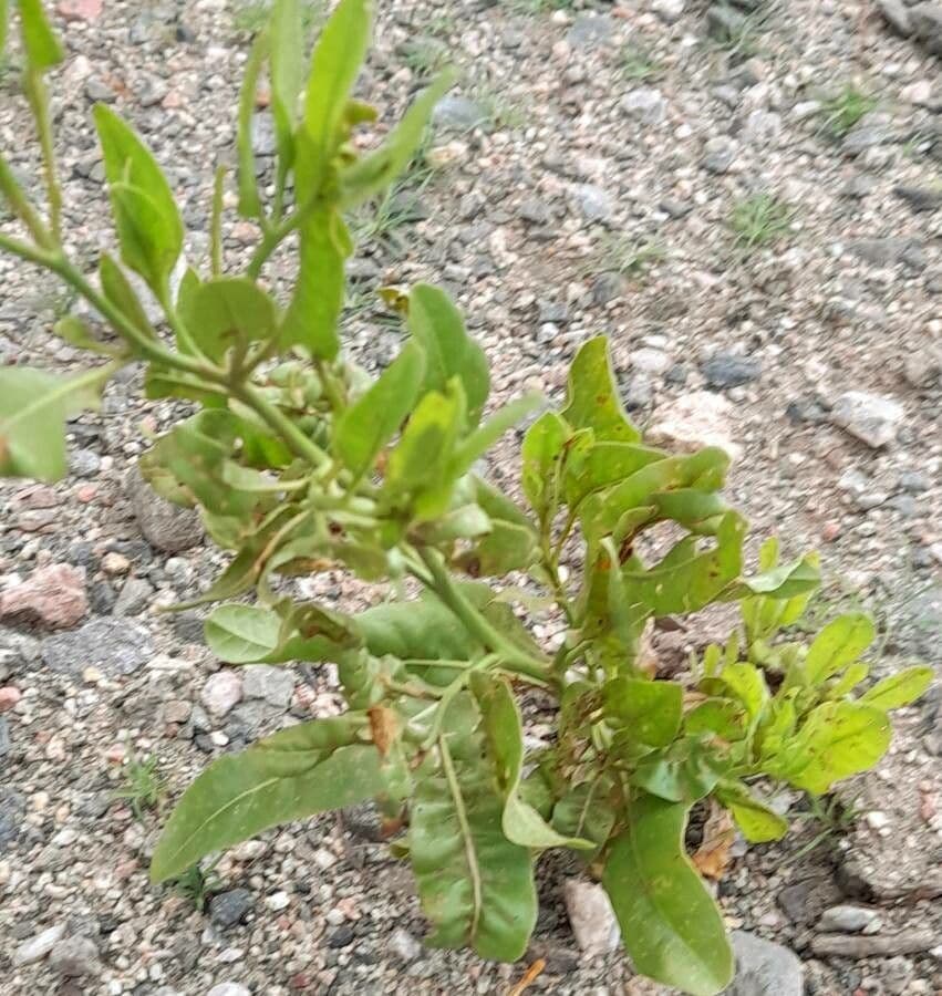 Nicotiana 10