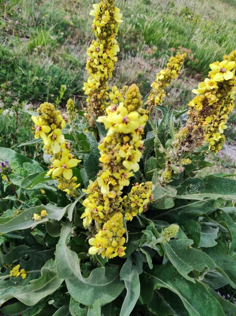 Verbasco 3