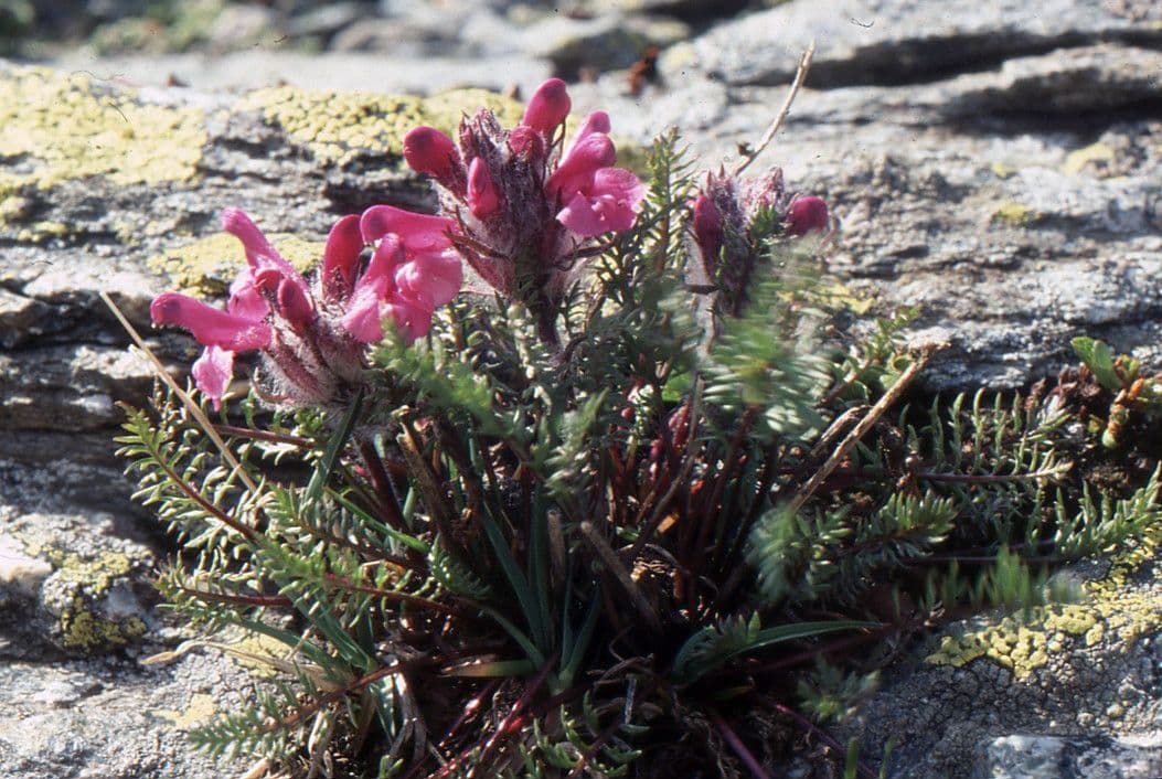 Pedicularis rosea 8