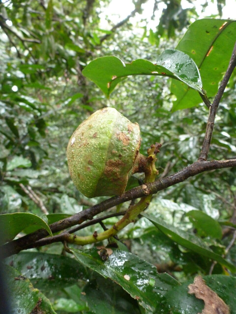 Eschweilera coriacea 3