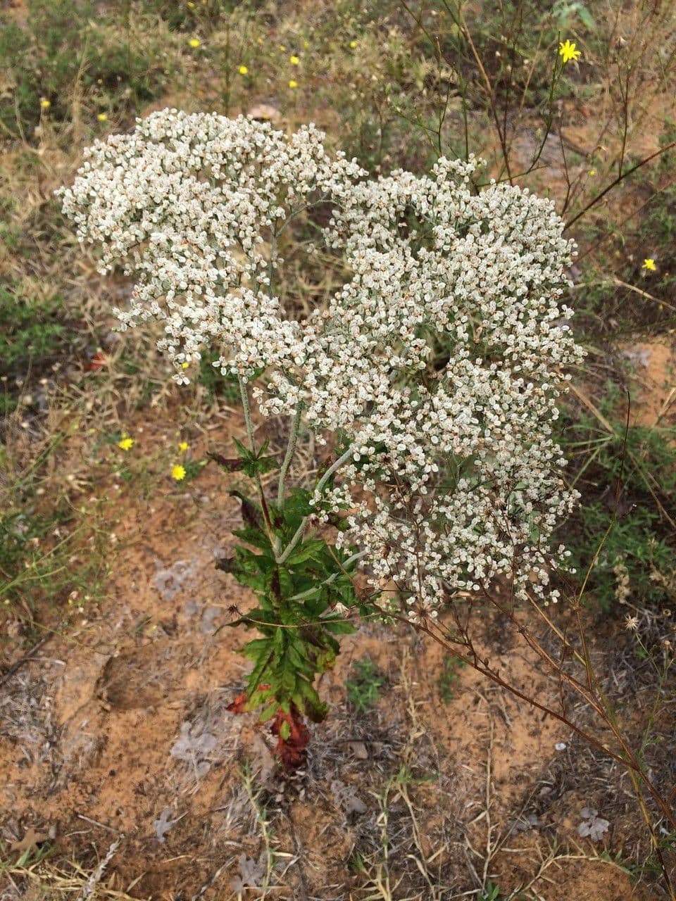 Vielblütiges Knöterich 13
