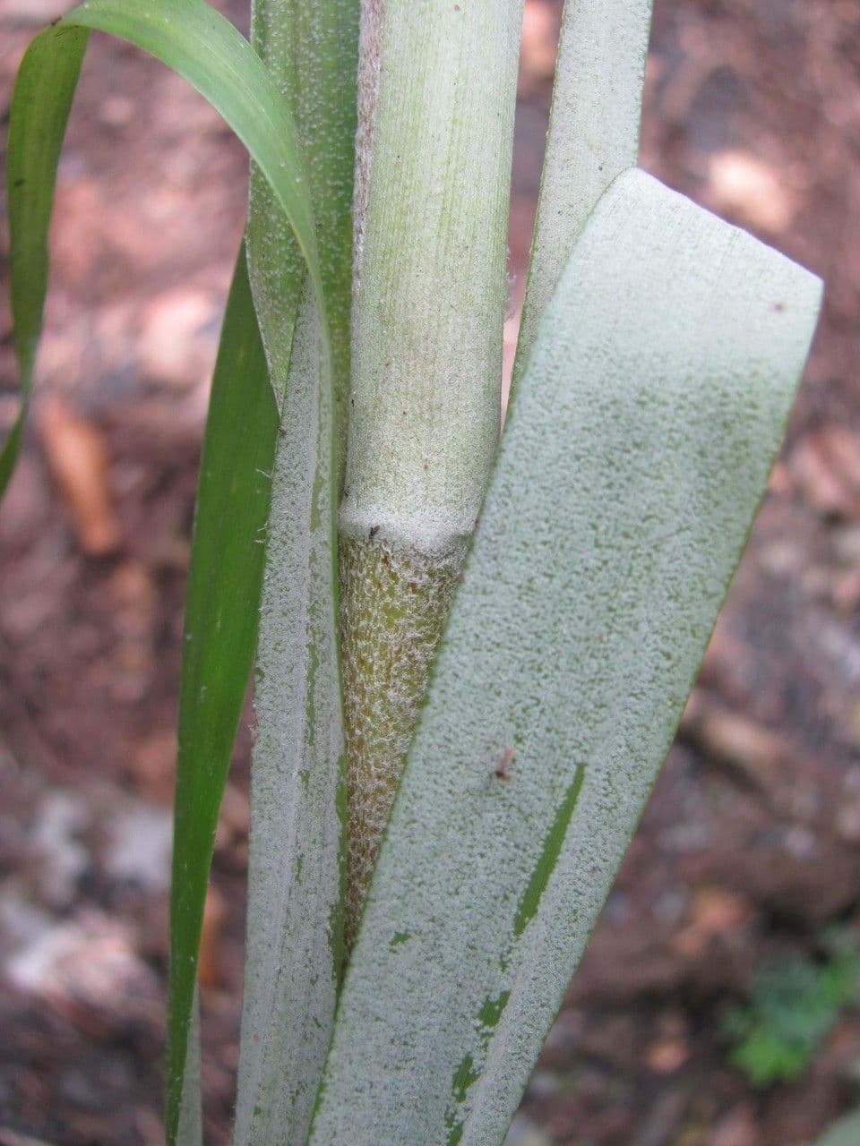 Pitcairnia 5