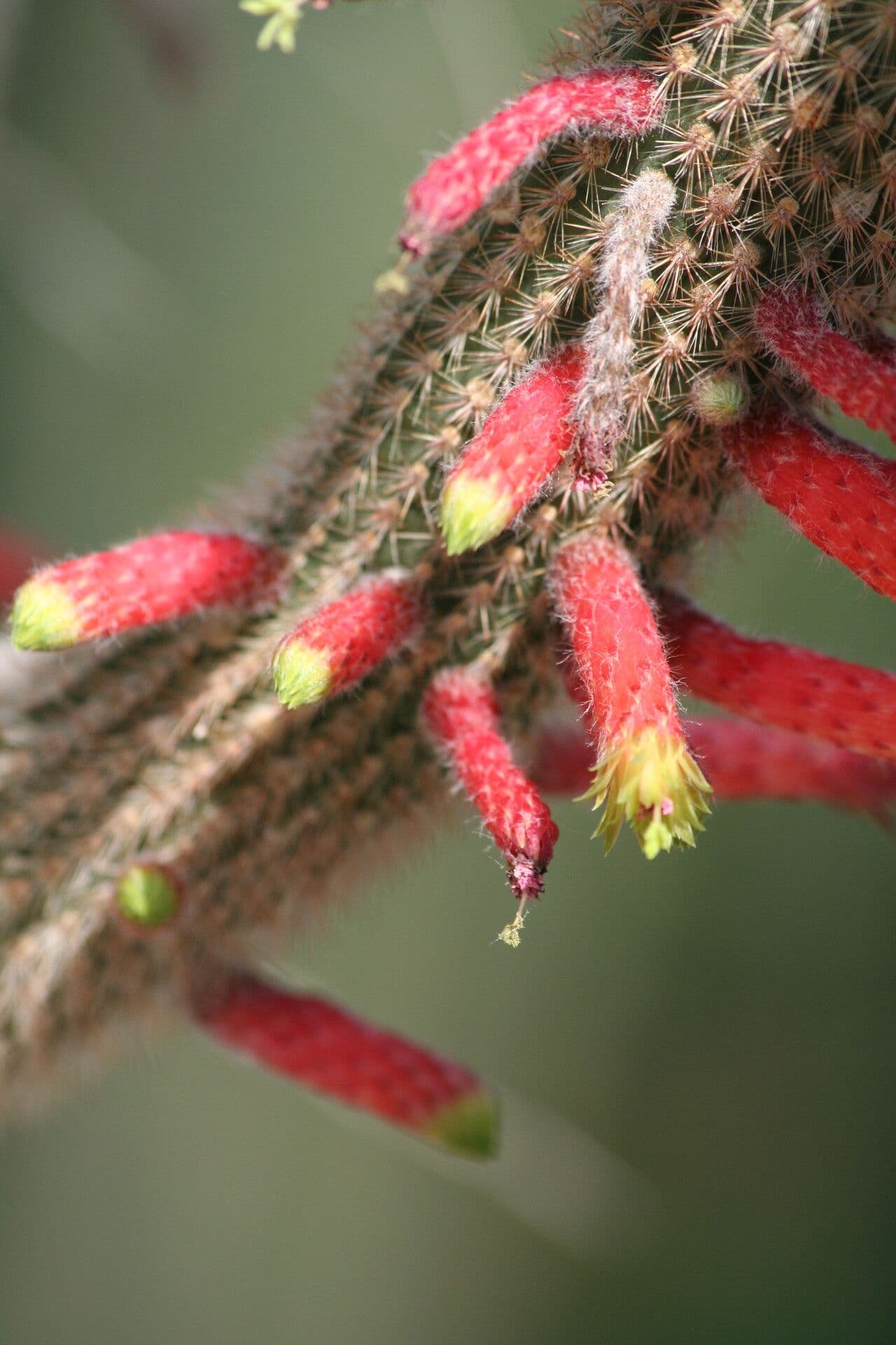 Cleistocactus 4