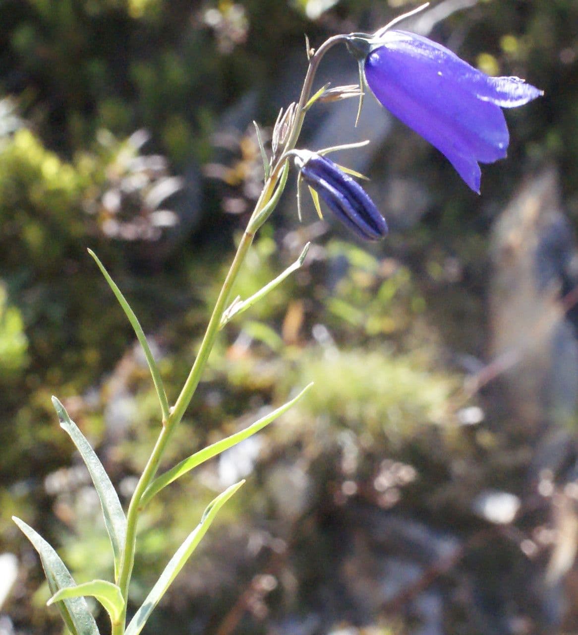Campanula di Scheuchzer 29
