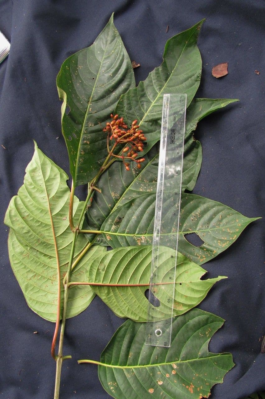 Hamelia 9