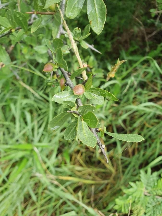 Commiphora