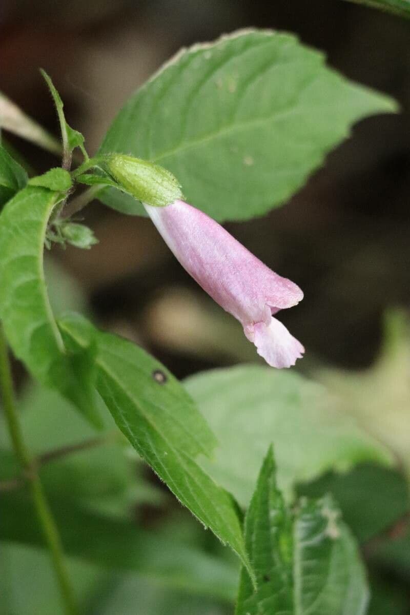 Chelonopsis 4