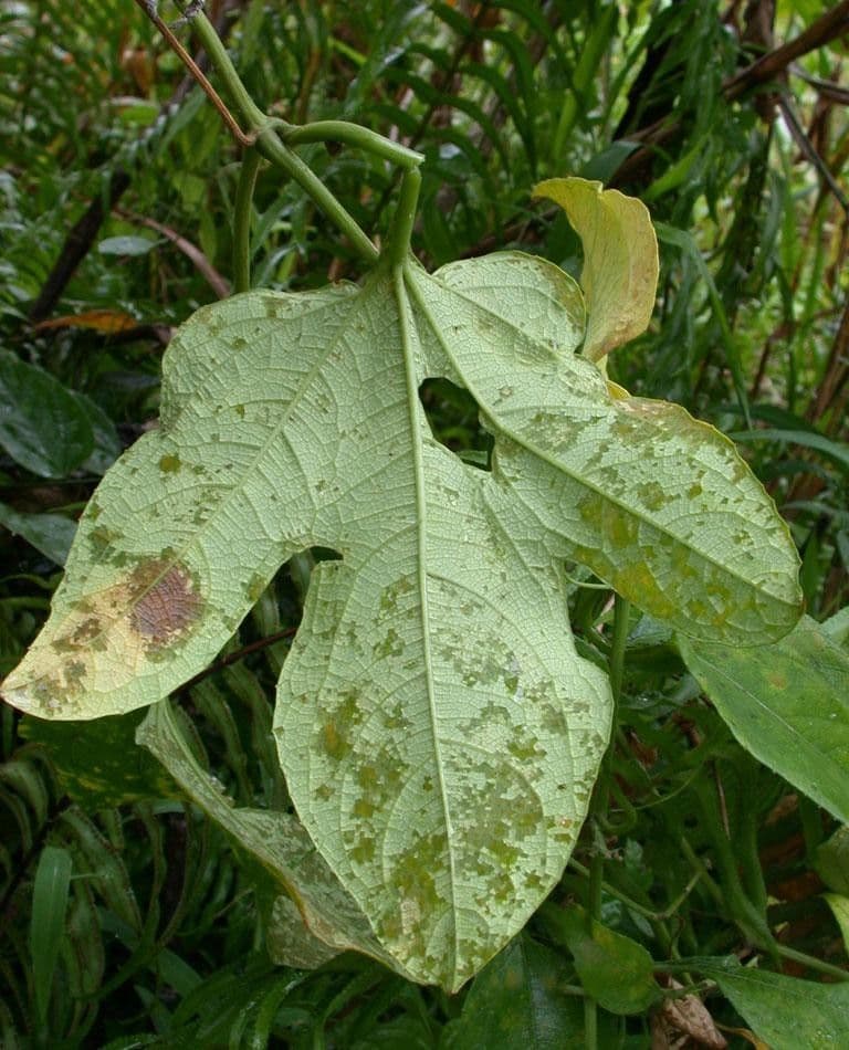 Cayaponia racemiforme 10