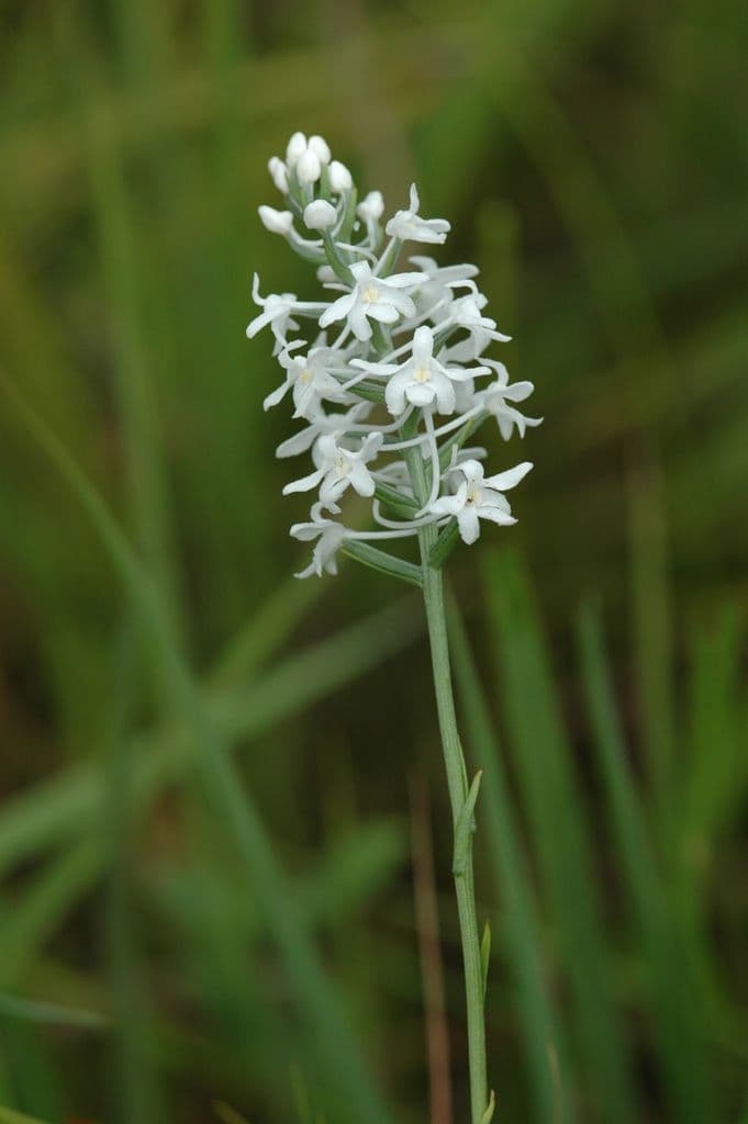 Platantera nivea 4