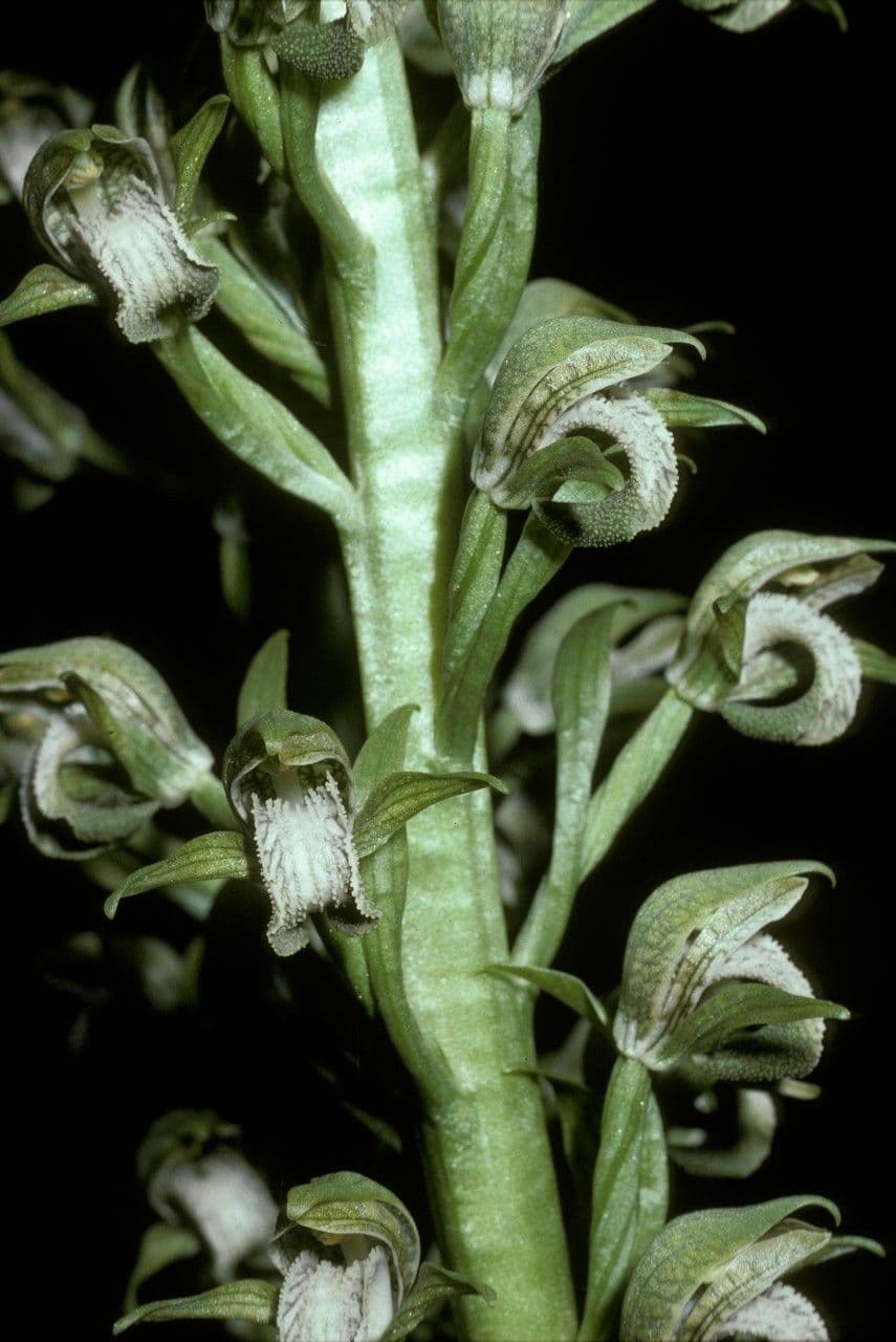 Chloraea 4