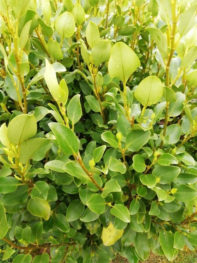 Griselinia 13