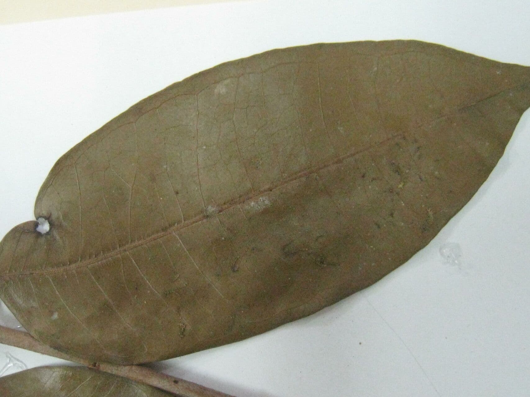 Eugenia 3