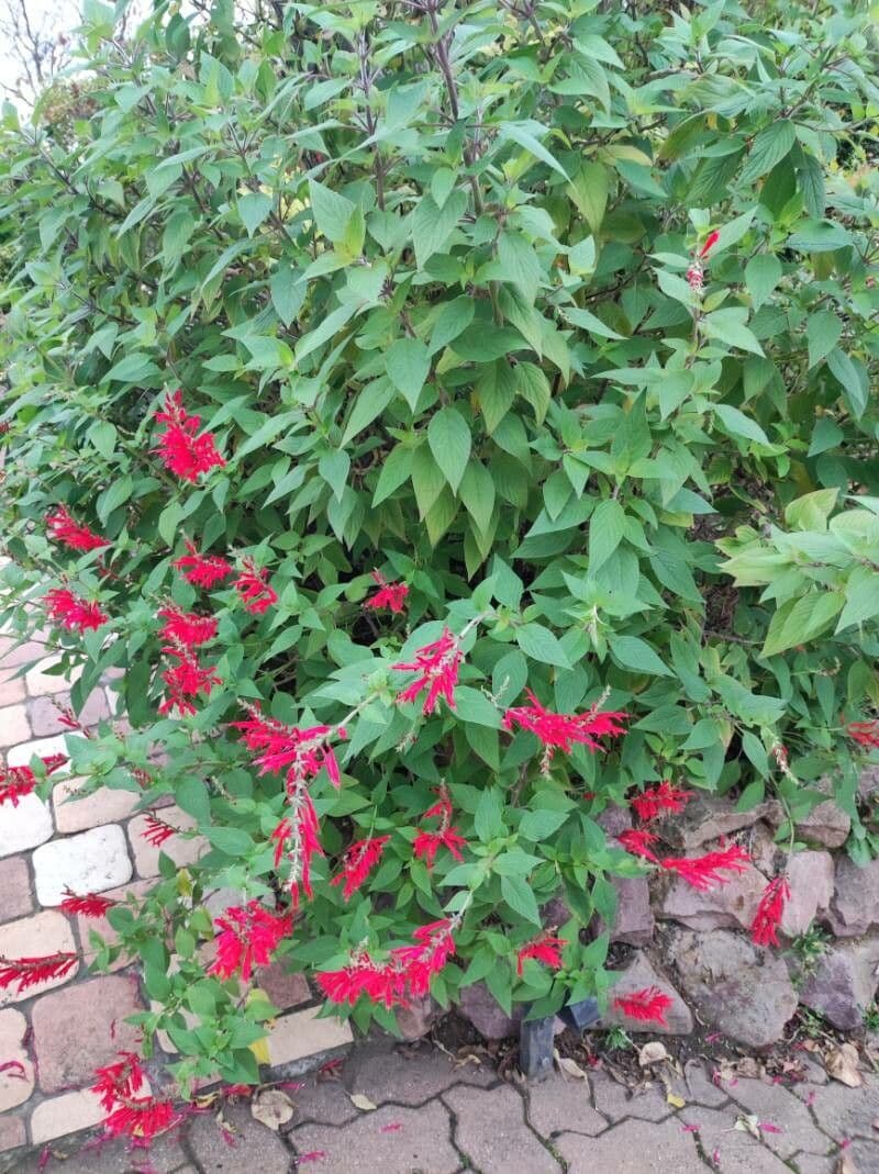 Salvia ananas 9
