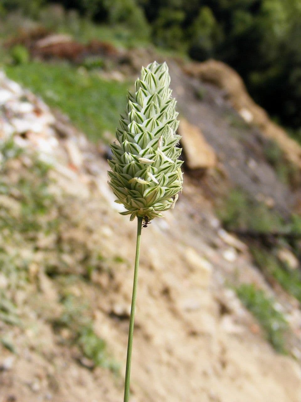 Scagliola 5