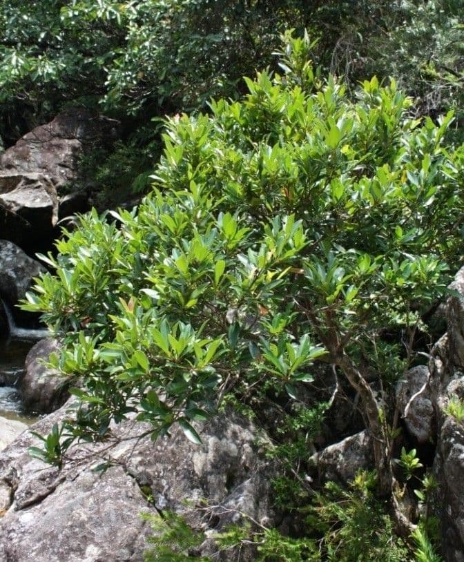 Syzygium 4