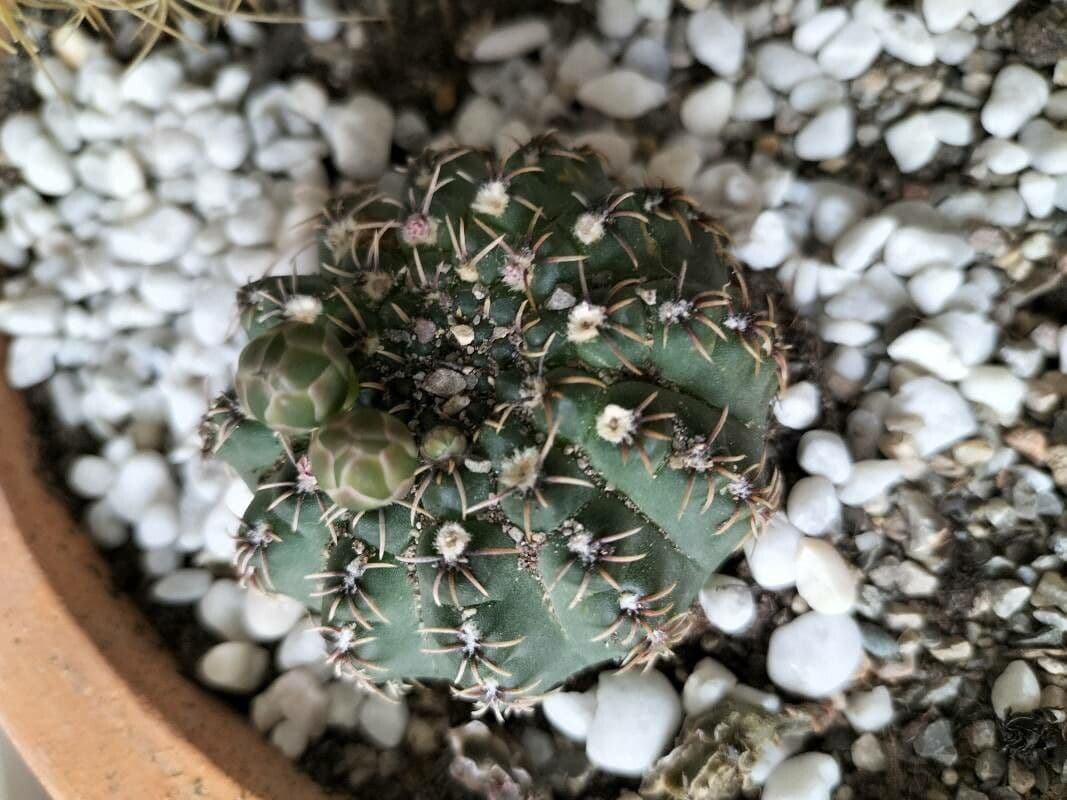 Cactus a palla 4