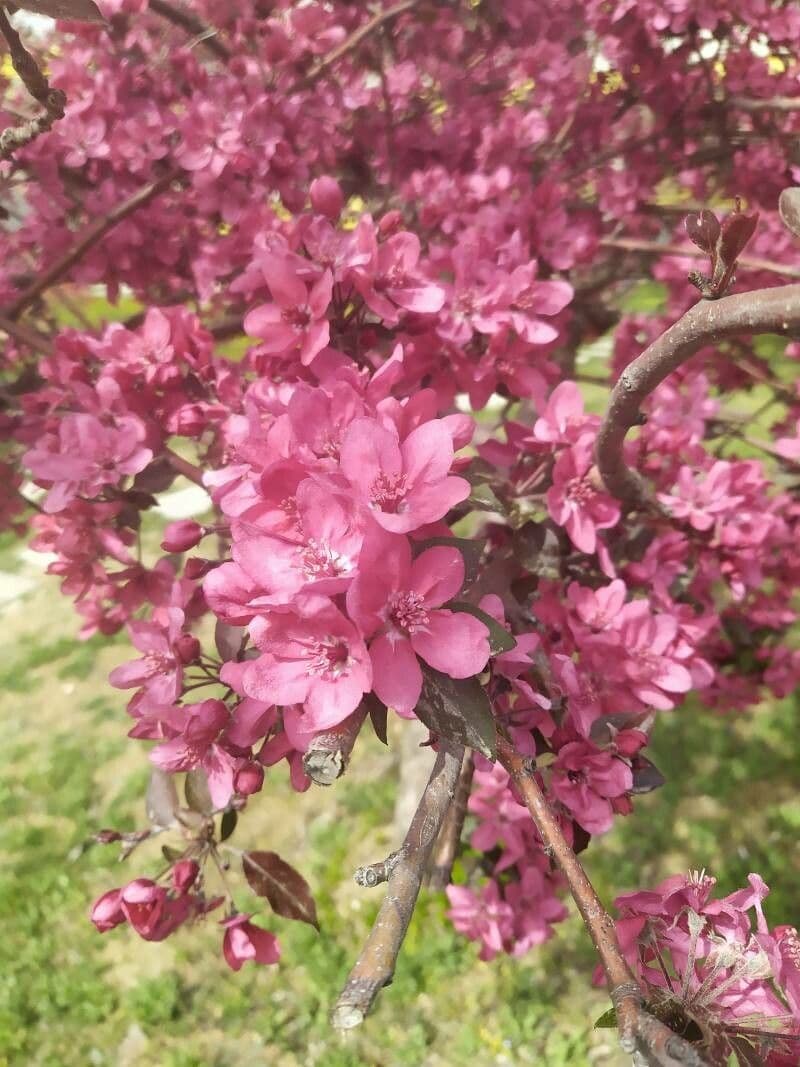 Melo da fiore del Giappone 18
