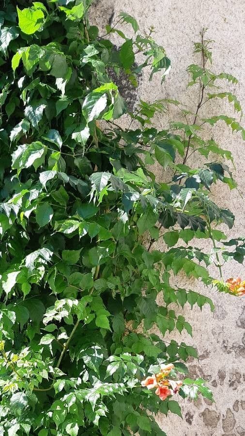 Trompeta de Virginia 13