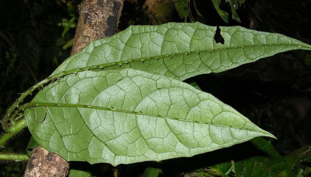 Solanum 10