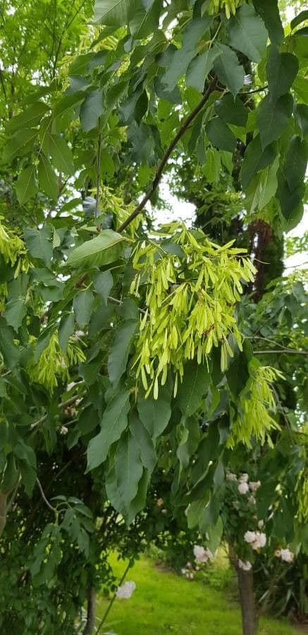 Rot-Esche 8